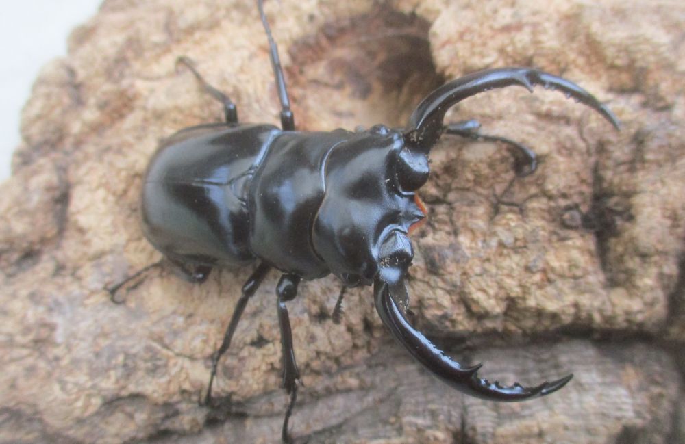 ２０２６年種親 ウエストウッディsspアルナーチャル WK産♂６１ミリ♀４２ミリ（WＦ１）ＰＡ