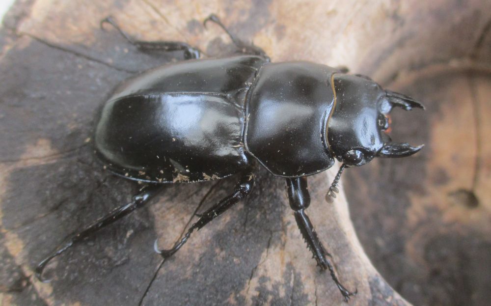 ２０２６年種親 ウエストウッディsspアルナーチャル WK産♂６１ミリ♀４２ミリ（WＦ１）ＰＡ