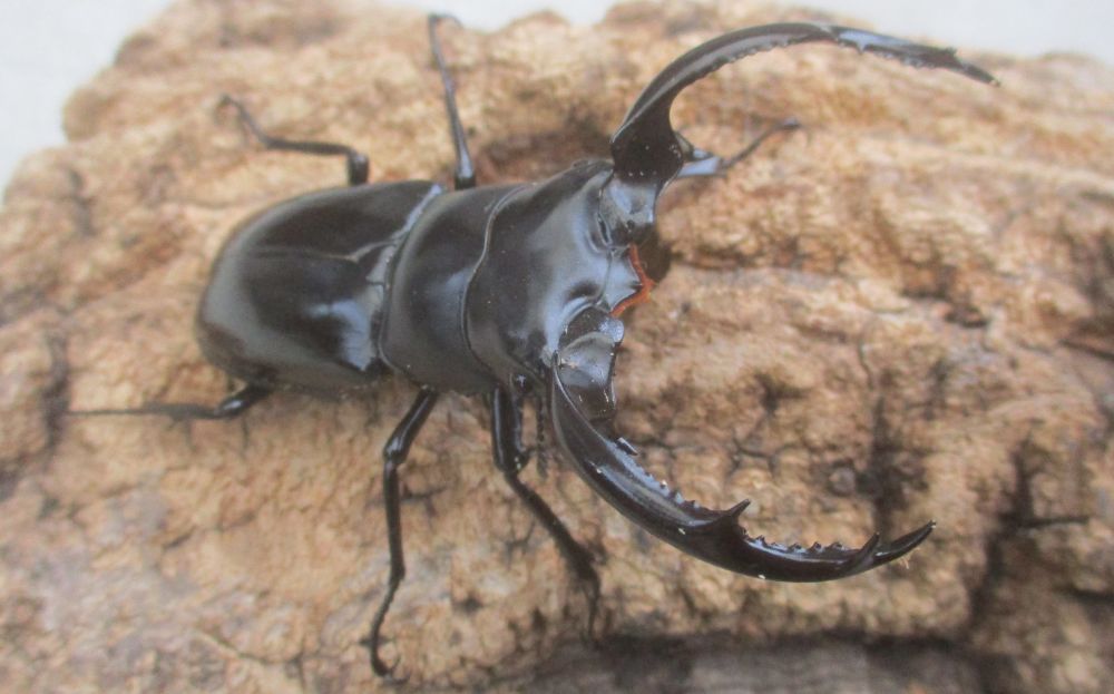 ２０２６年種親 ウエストウッディsspチベット自治区・メトク県産♂７４.５ミリ♀４５ミリ（WＦ１）ＰＡ