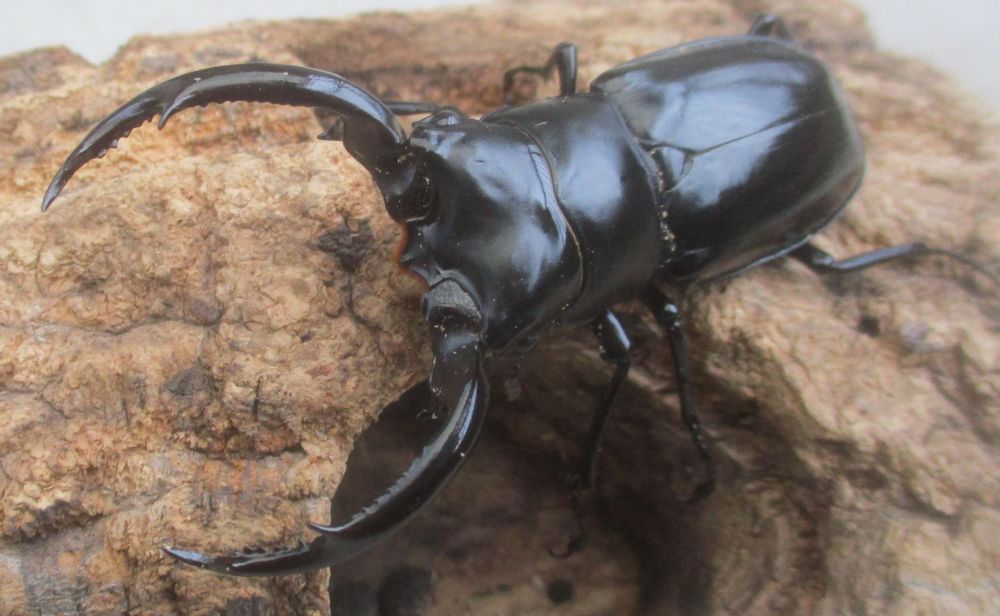 ２０２６年種親 ウエストウッディsspチベット自治区・メトク県産♂７４.５ミリ♀４５ミリ（WＦ１）ＰＡ