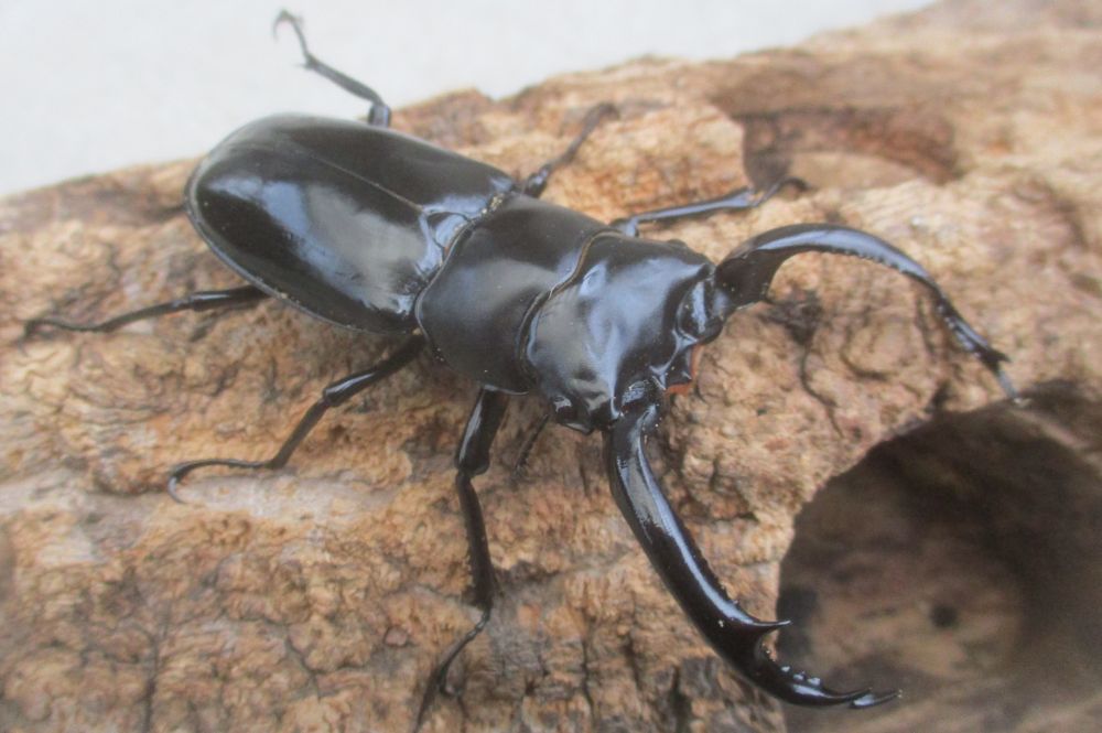 ２０２６年種親 ウエストウッディsspチベット自治区・メトク県産♂７４.５ミリ♀４５ミリ（WＦ１）ＰＡ