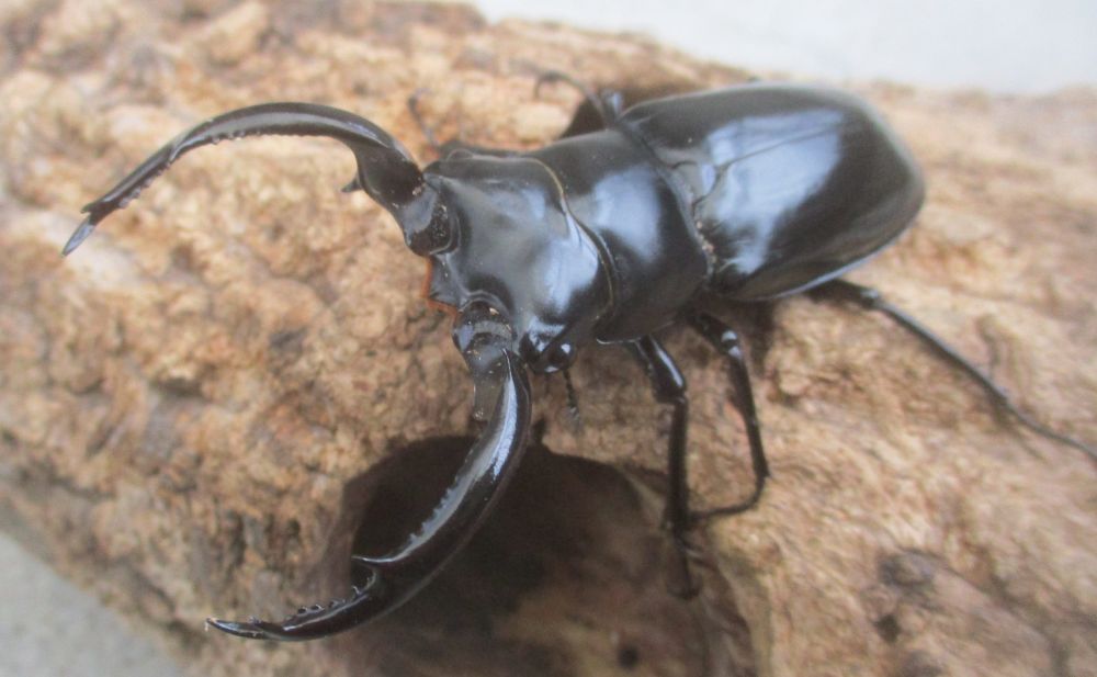 ２０２６年種親 ウエストウッディsspチベット自治区・メトク県産♂７４.５ミリ♀４５ミリ（WＦ１）ＰＡ