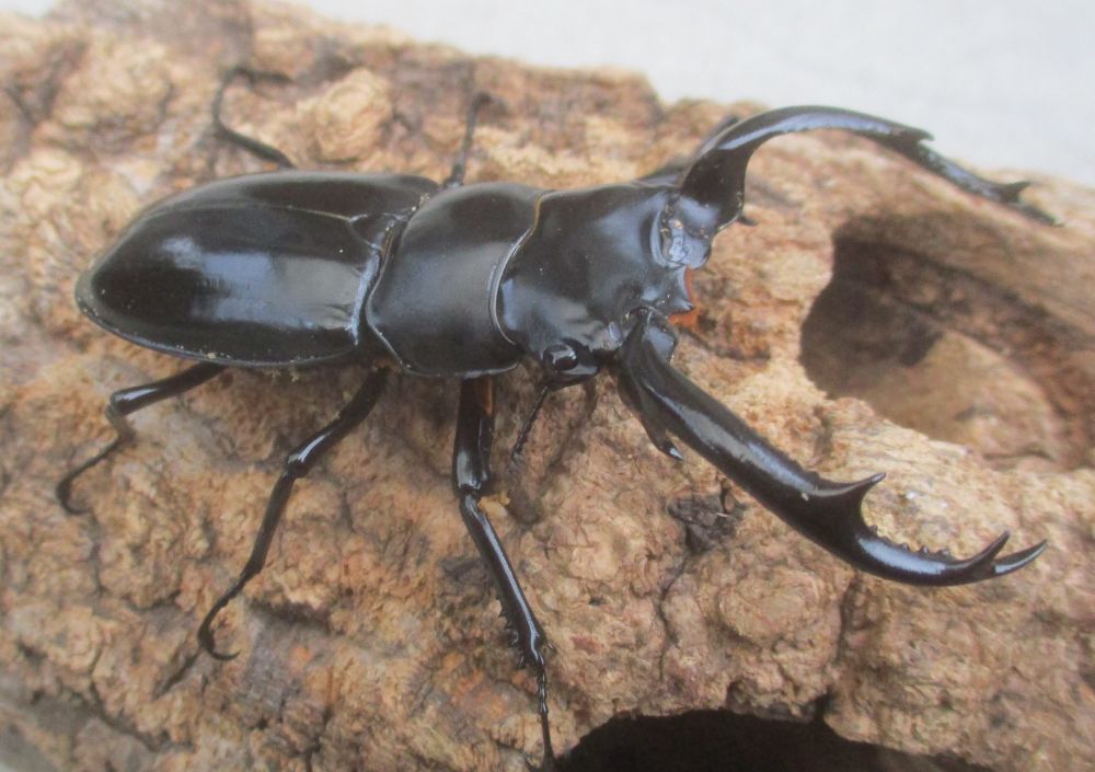 ２０２６年種親 ウエストウッディsspチベット自治区・メトク県産♂７４.５ミリ♀４５ミリ（WＦ１）ＰＡ