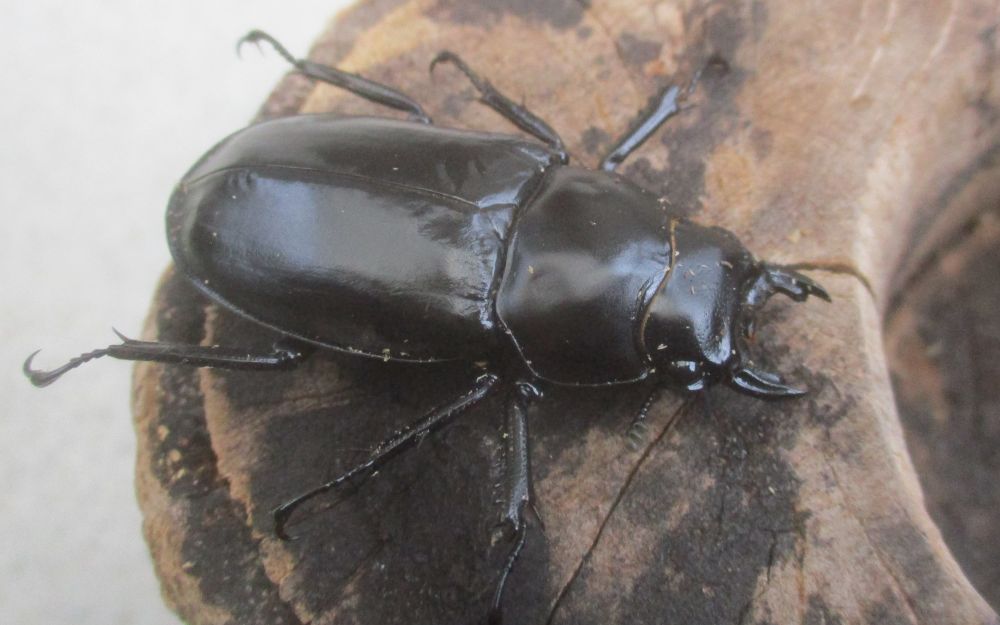 ２０２６年種親 ウエストウッディsspチベット自治区・メトク県産♂７４.５ミリ♀４５ミリ（WＦ１）ＰＡ