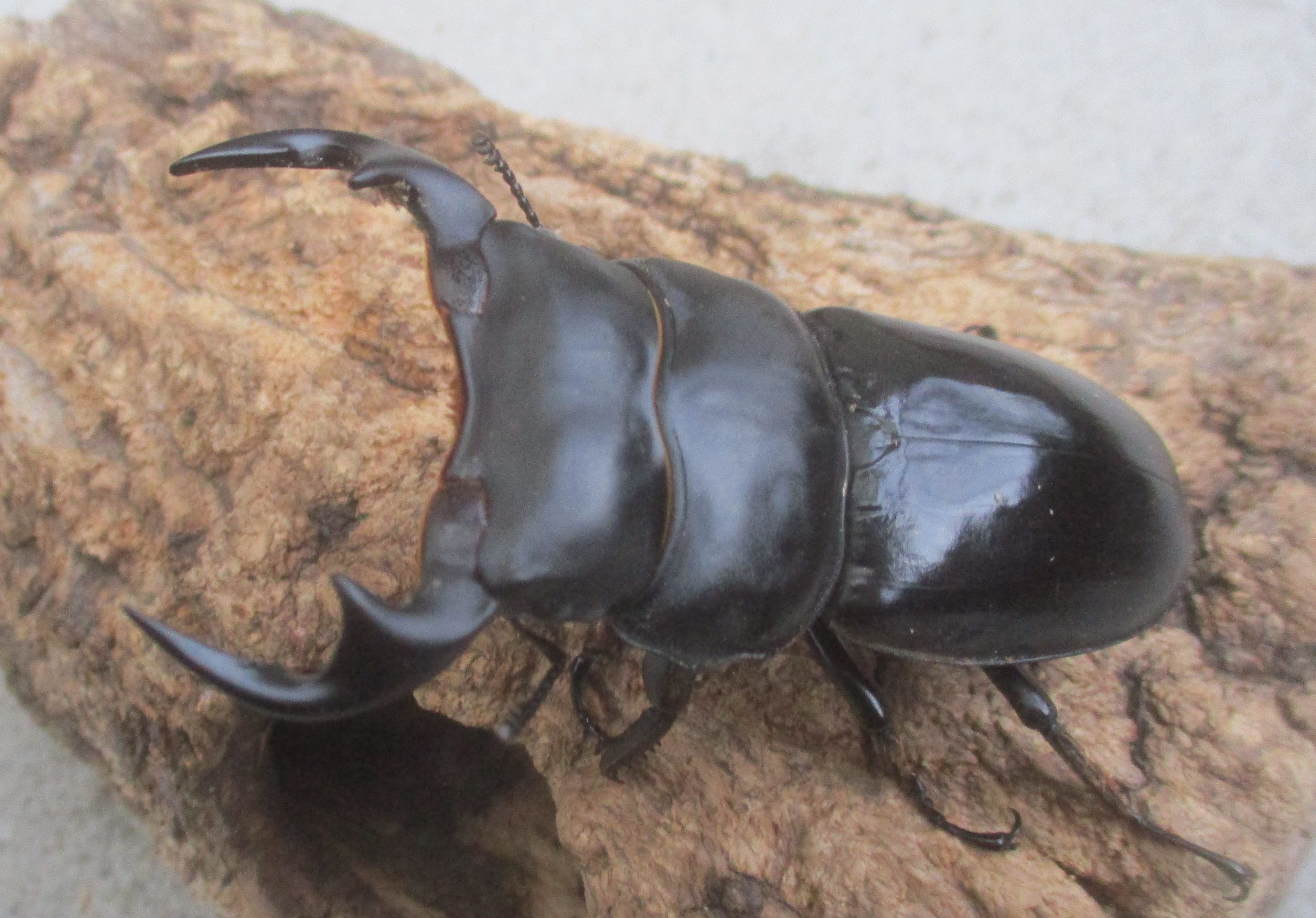 ２０２６年種親  カチンアンタエウス♂７５ミリ♀４２ミリ（ＷＦ１）ＰＡ