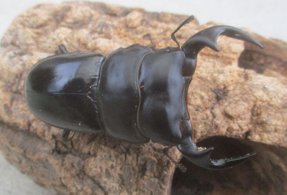 ２０２６年種親  カチンアンタエウス♂７５ミリ♀４２ミリ（ＷＦ１）ＰＡ