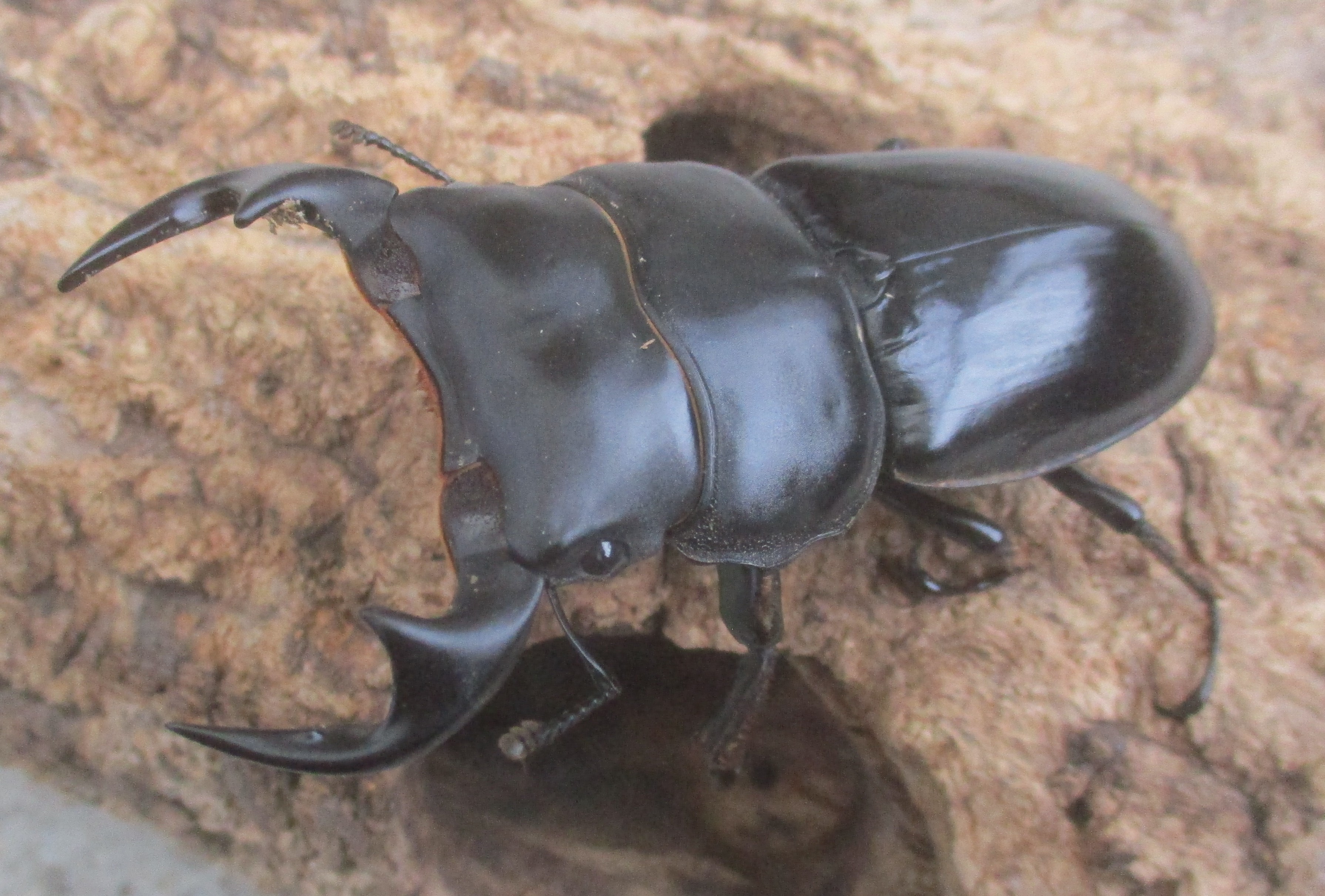 ２０２６年種親  カチンアンタエウス♂７５ミリ♀４２ミリ（ＷＦ１）ＰＡ