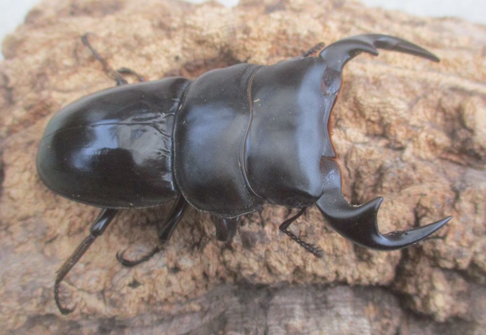 ２０２６年種親  カチンアンタエウス♂７５ミリ♀４２ミリ（ＷＦ１）ＰＡ