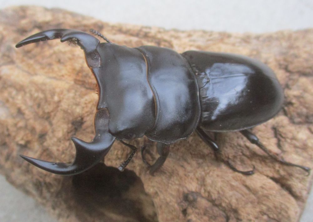 ２０２６年種親  カチンアンタエウス♂７５ミリ♀４２ミリ（ＷＦ１）ＰＡ