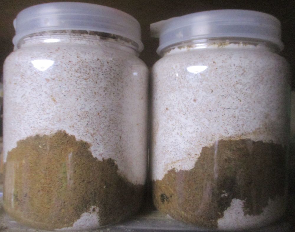 2024年８月入荷ワイルド２血統直子 ウエストウッディsspアルナーチャル西カメン産３齢幼虫（WF1）ＰＡ