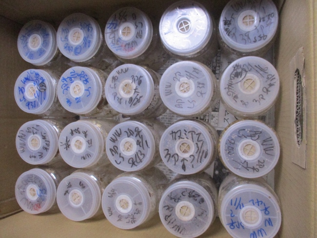 ＰＥＴ８００ｃｃプラボトル（使用済）４０本セット