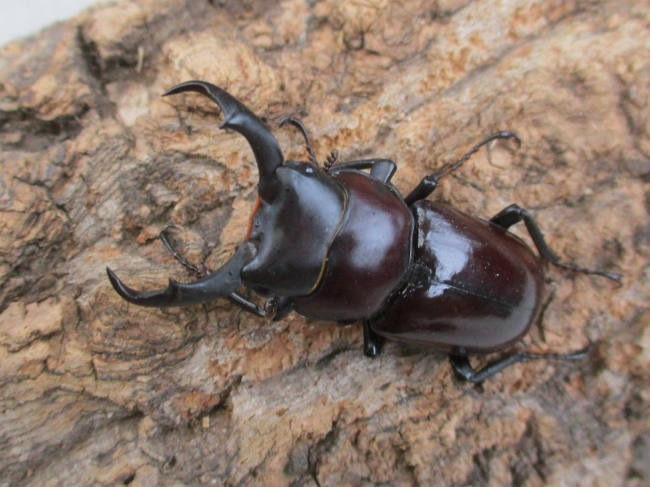 ウォードコクワガタ 幼虫3匹 dorcus wardi ウォードコクワ
