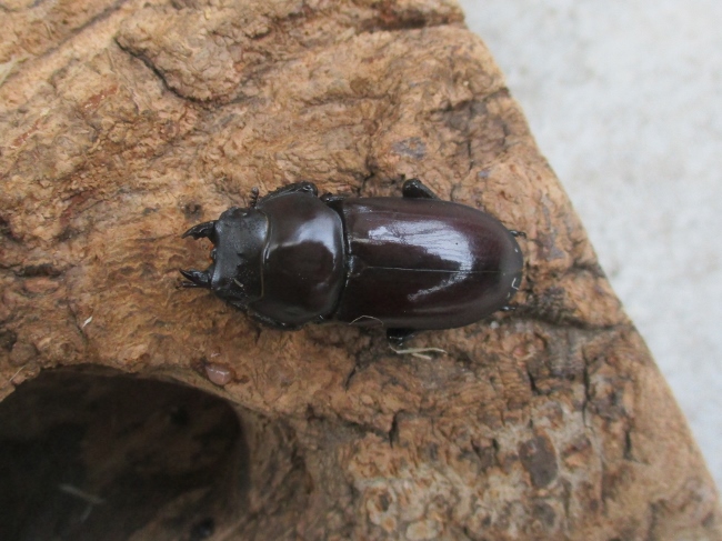 ウォードコクワガタ 幼虫3匹 dorcus wardi ウォードコクワ