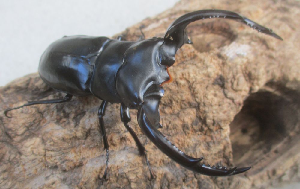 ２０２６年種親 ウエストウッディsspアルナーチャルＤＶ産 大型♂８３．５ミリ♀４８ミリ（ＣＢＦ１）ＰＡ