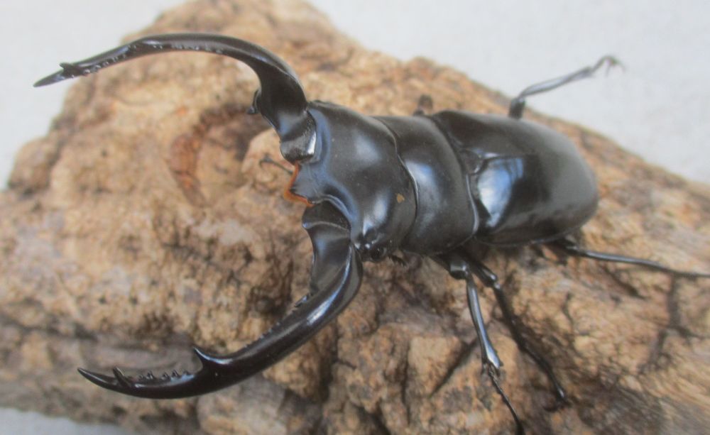 ２０２６年種親 ウエストウッディsspアルナーチャルＤＶ産 大型♂８３．５ミリ♀４８ミリ（ＣＢＦ１）ＰＡ