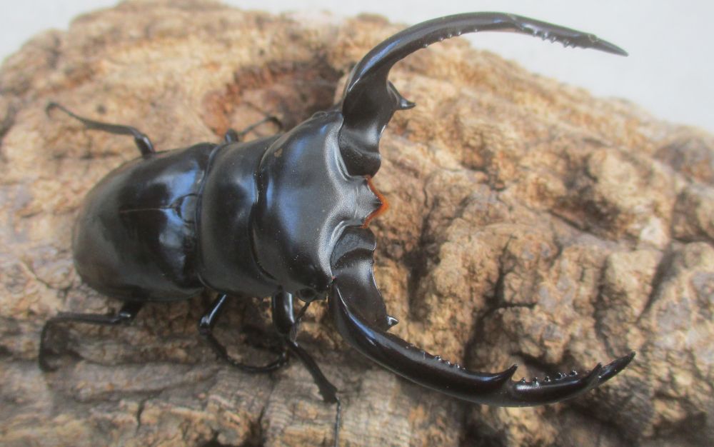 ２０２６年種親 ウエストウッディsspアルナーチャルＤＶ産 大型♂８３．５ミリ♀４８ミリ（ＣＢＦ１）ＰＡ