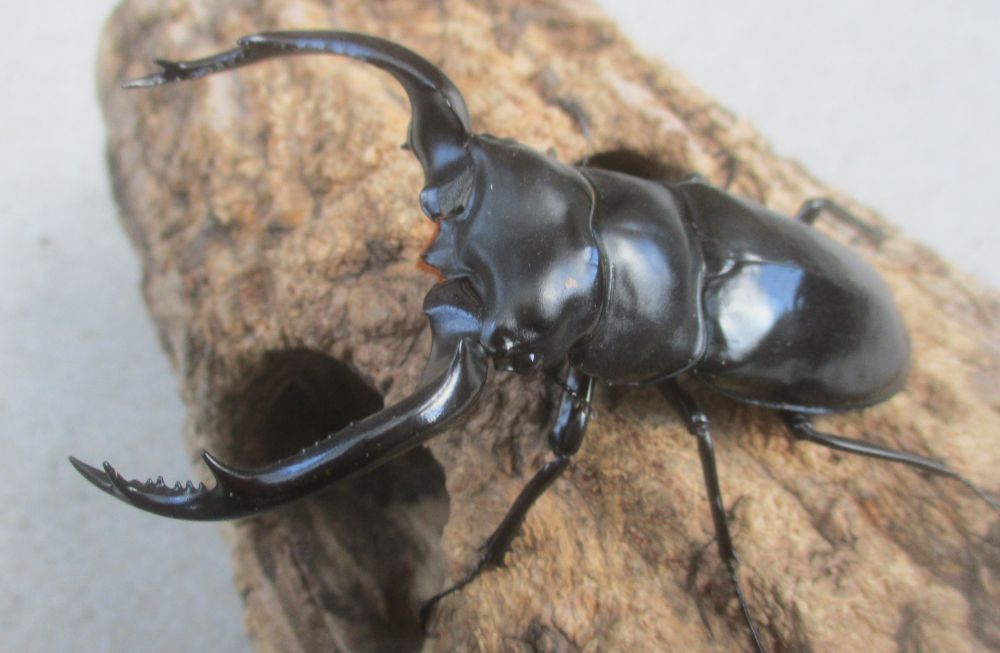 ２０２６年種親 ウエストウッディsspアルナーチャルＤＶ産 大型♂８３．５ミリ♀４８ミリ（ＣＢＦ１）ＰＡ