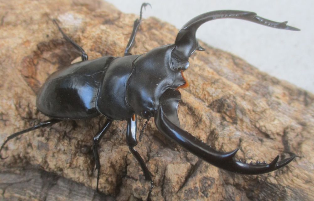 ２０２６年種親 ウエストウッディsspアルナーチャルＤＶ産 大型♂８３．５ミリ♀４８ミリ（ＣＢＦ１）ＰＡ