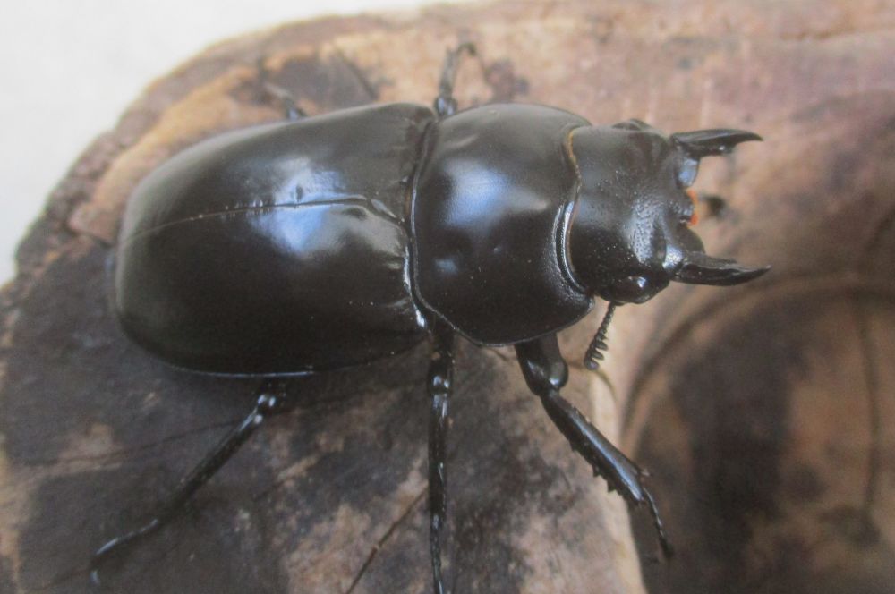 ２０２６年種親 ウエストウッディsspアルナーチャルＤＶ産 大型♂８３．５ミリ♀４８ミリ（ＣＢＦ１）ＰＡ