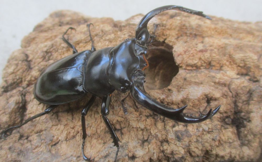 ２０２６年種親 ウエストウッディsspアルナーチャル WK産♂６９.５ミリ♀４２ミリ（WＦ１）ＰＡ