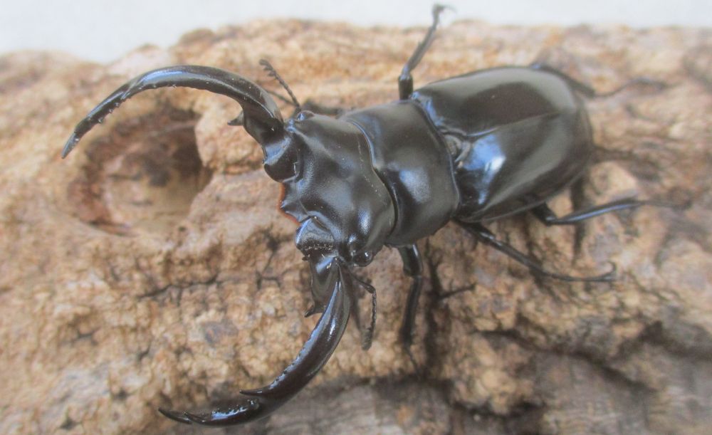 ２０２６年種親 ウエストウッディsspアルナーチャル WK産♂６９.５ミリ♀４２ミリ（WＦ１）ＰＡ