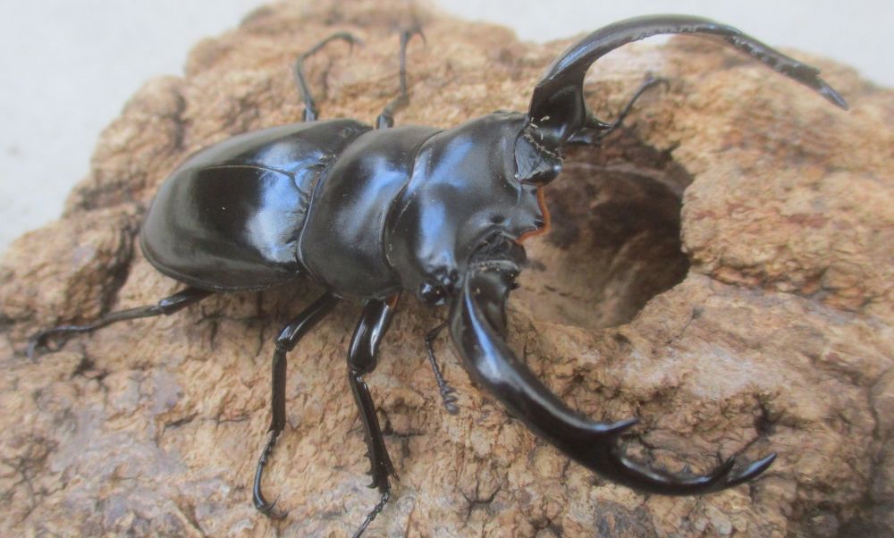 ２０２６年種親 ウエストウッディsspアルナーチャル WK産♂６９.５ミリ♀４２ミリ（WＦ１）ＰＡ