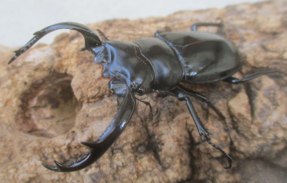 ２０２６年種親 ウエストウッディsspアルナーチャル WK産♂６９.５ミリ♀４２ミリ（WＦ１）ＰＡ