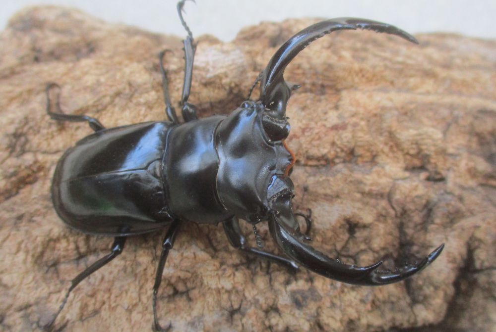 ２０２６年種親 ウエストウッディsspアルナーチャル WK産♂６９.５ミリ♀４２ミリ（WＦ１）ＰＡ