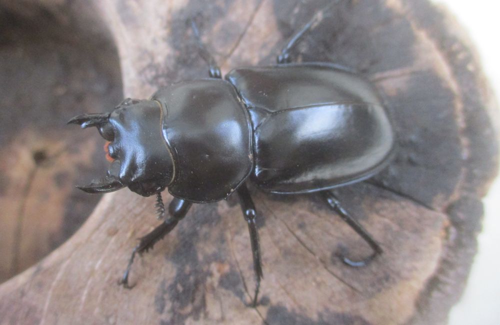 ２０２６年種親 ウエストウッディsspアルナーチャル WK産♂６９.５ミリ♀４２ミリ（WＦ１）ＰＡ