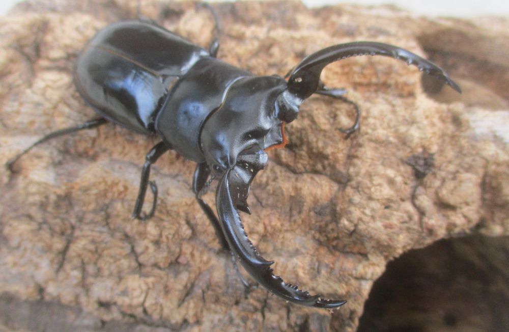 ２０２６年種親 ウエストウッディsspチベット自治区・メトク県産♂６８ミリ♀４３.５ミリ（WＦ１）ＰＡ