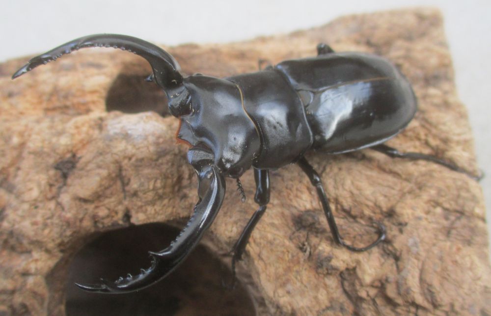 ２０２６年種親 ウエストウッディsspチベット自治区・メトク県産♂６８ミリ♀４３.５ミリ（WＦ１）ＰＡ