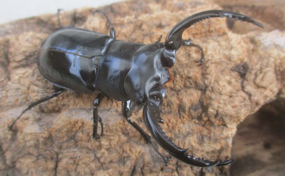 ２０２６年種親 ウエストウッディsspチベット自治区・メトク県産♂６８ミリ♀４３.５ミリ（WＦ１）ＰＡ