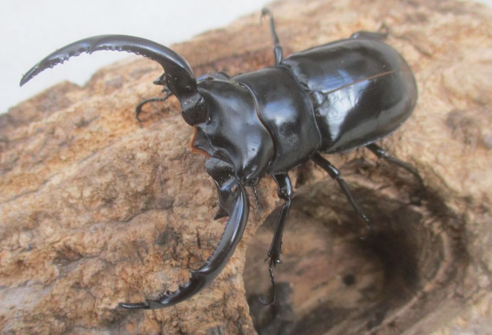 ２０２６年種親 ウエストウッディsspチベット自治区・メトク県産♂６８ミリ♀４３.５ミリ（WＦ１）ＰＡ