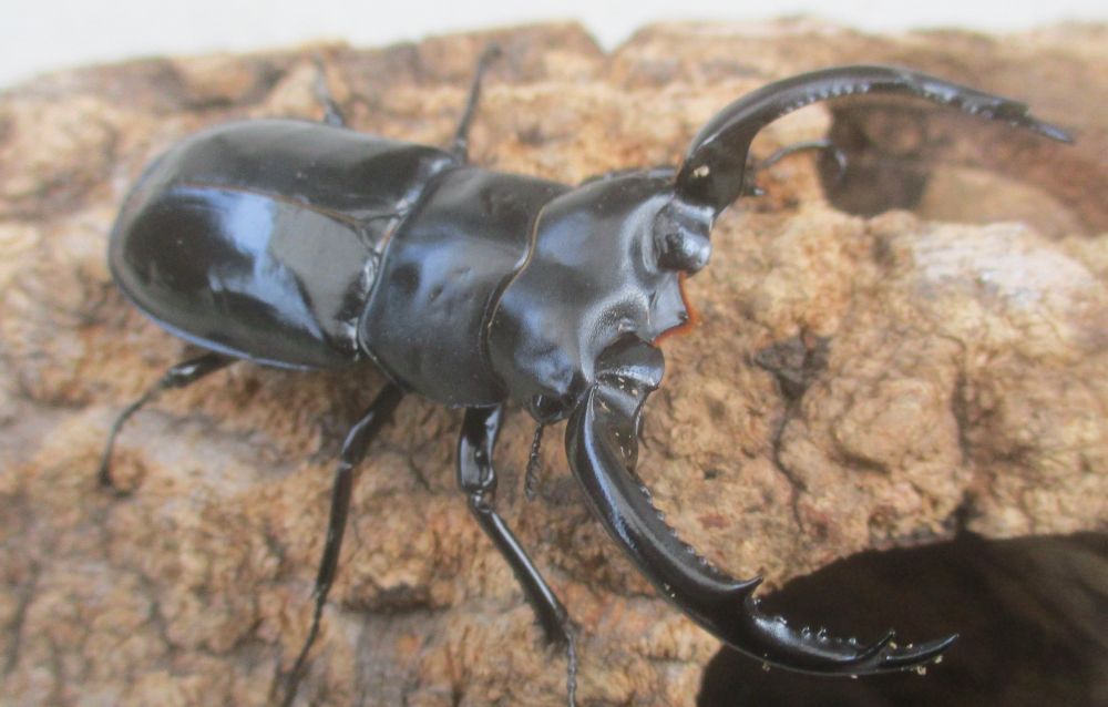 ２０２６年種親 ウエストウッディsspチベット自治区・メトク県産♂６８ミリ♀４３.５ミリ（WＦ１）ＰＡ