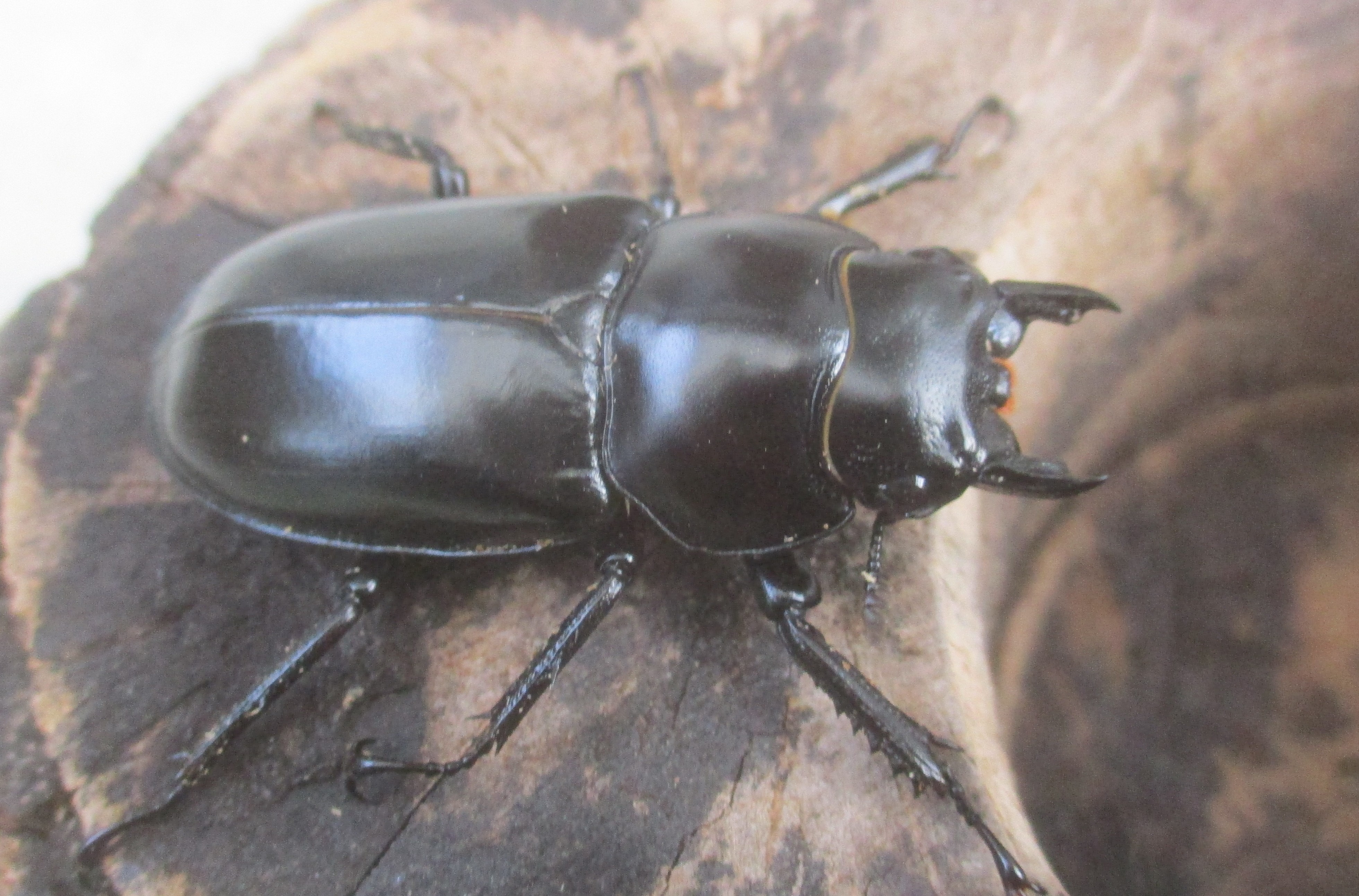 ２０２６年種親 ウエストウッディsspチベット自治区・メトク県産♂６８ミリ♀４３.５ミリ（WＦ１）ＰＡ