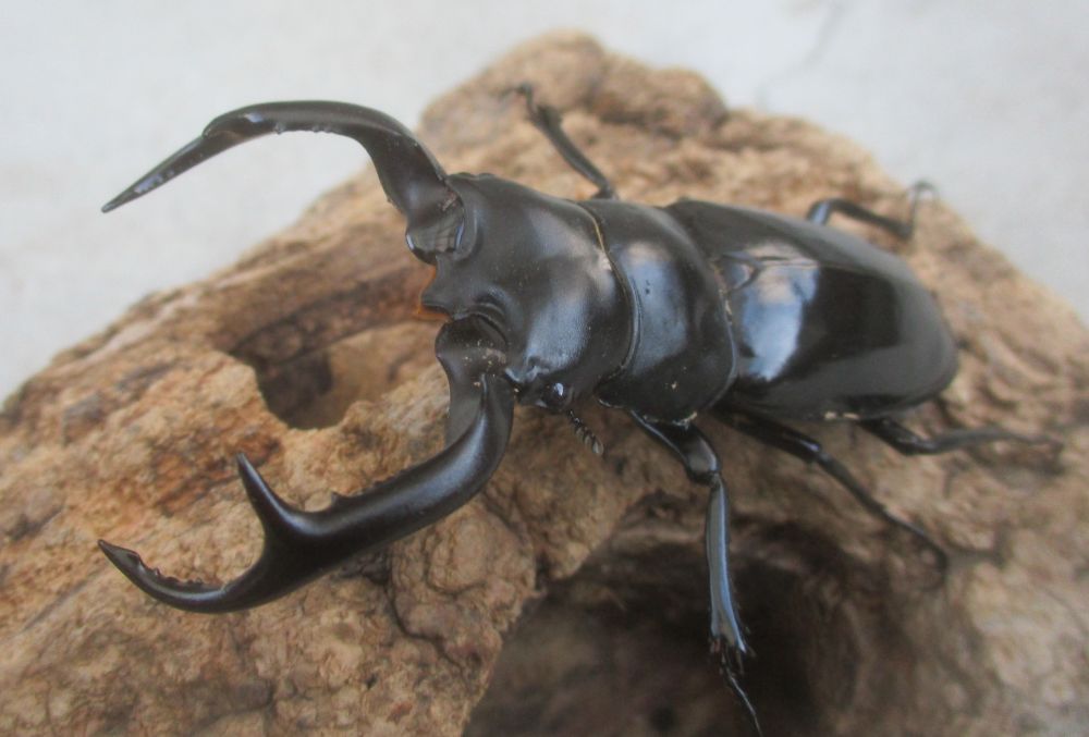 ２０２６年種親  ウエストウッディカズミアエ♂７7ミリ♀４５ミリ（ＷＦ１）ＰＡ