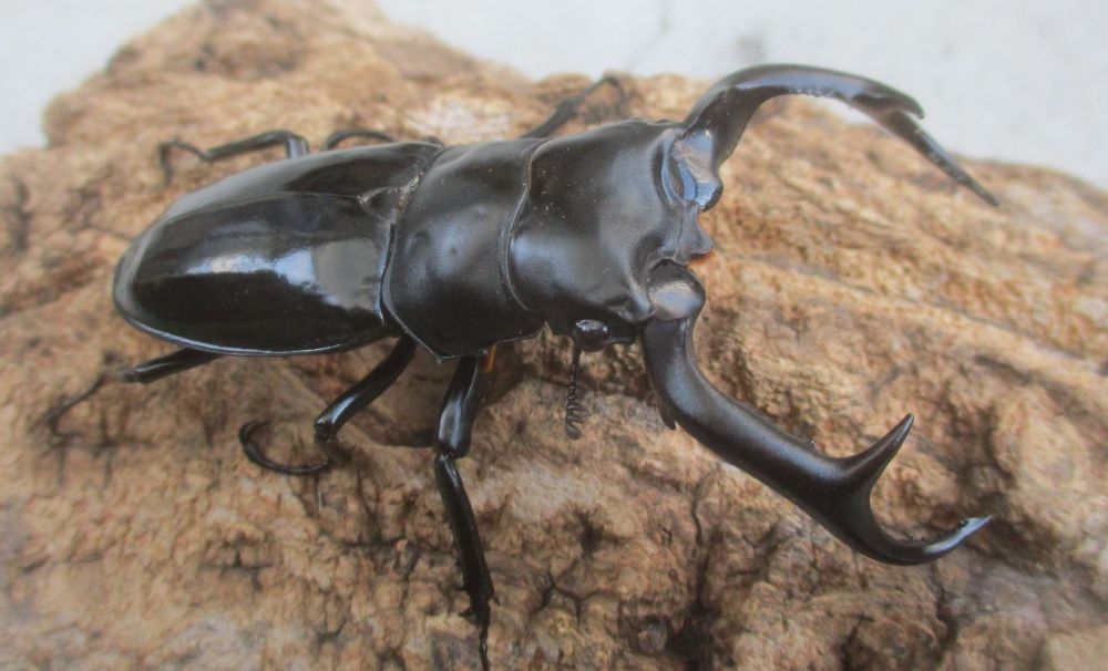 ２０２６年種親  ウエストウッディカズミアエ♂７7ミリ♀４５ミリ（ＷＦ１）ＰＡ