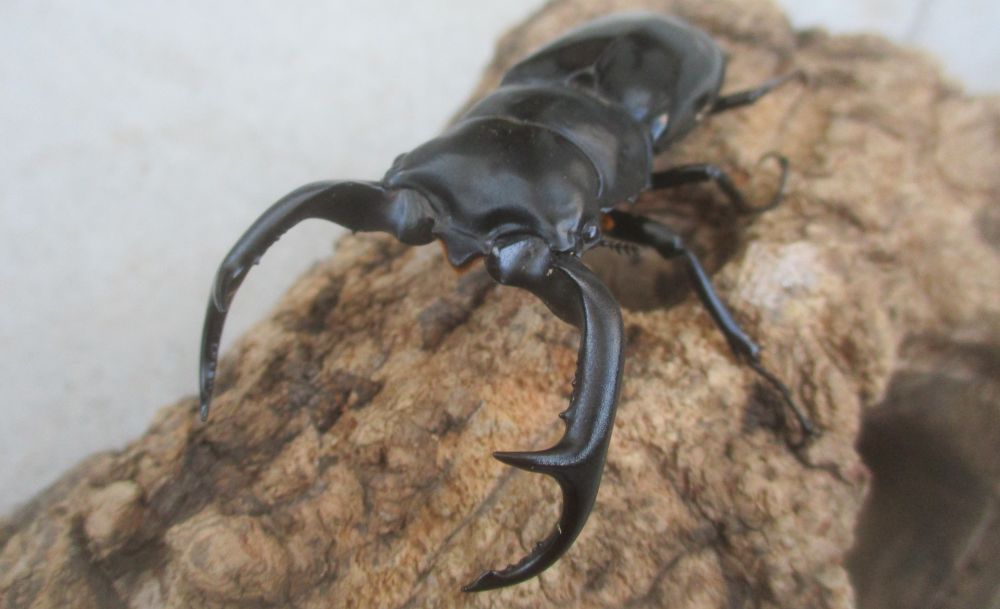 ２０２６年種親  ウエストウッディカズミアエ♂７7ミリ♀４５ミリ（ＷＦ１）ＰＡ