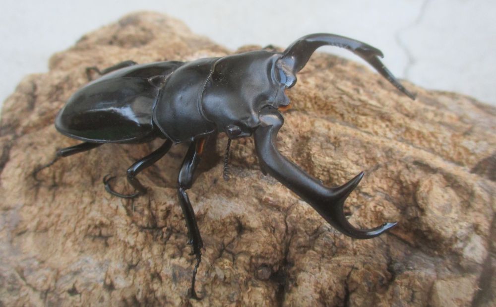 ２０２６年種親  ウエストウッディカズミアエ♂７7ミリ♀４５ミリ（ＷＦ１）ＰＡ