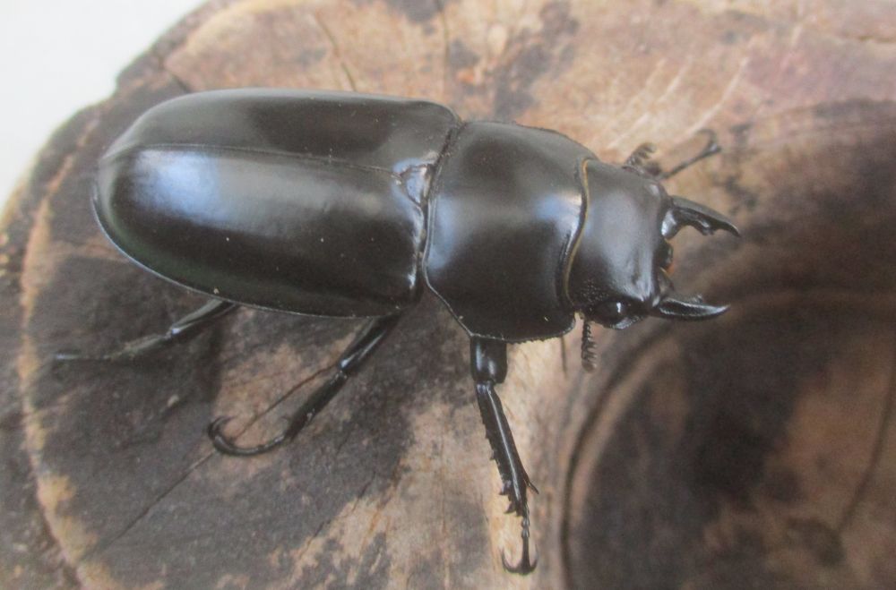 ２０２６年種親  ウエストウッディカズミアエ♂７7ミリ♀４５ミリ（ＷＦ１）ＰＡ