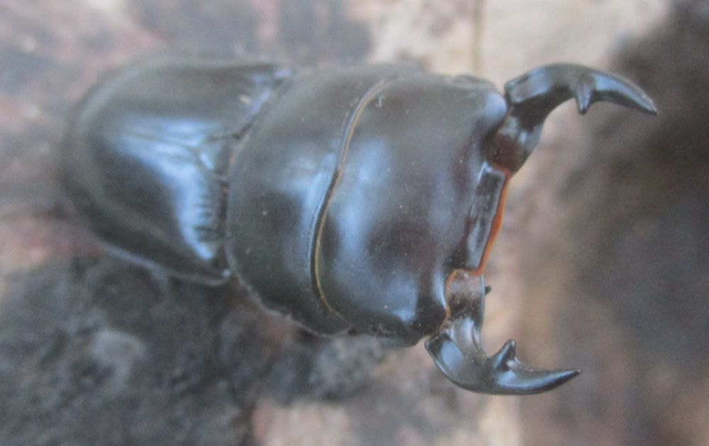 ２０２６年種親  スキットオオクワガタ♂３７ミリ♀２９ミリ（WF1）ＰＡ