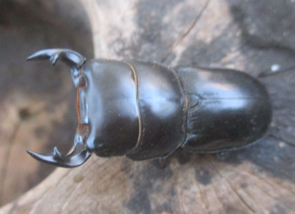 ２０２６年種親  スキットオオクワガタ♂３７ミリ♀２９ミリ（WF1）ＰＡ