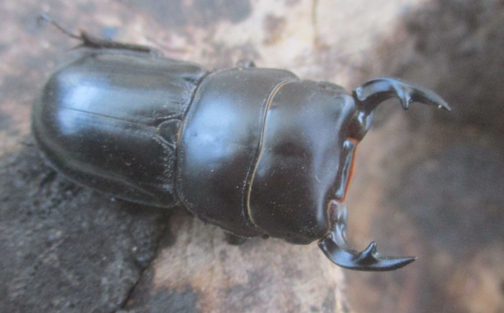 ２０２６年種親  スキットオオクワガタ♂３７ミリ♀２９ミリ（WF1）ＰＡ