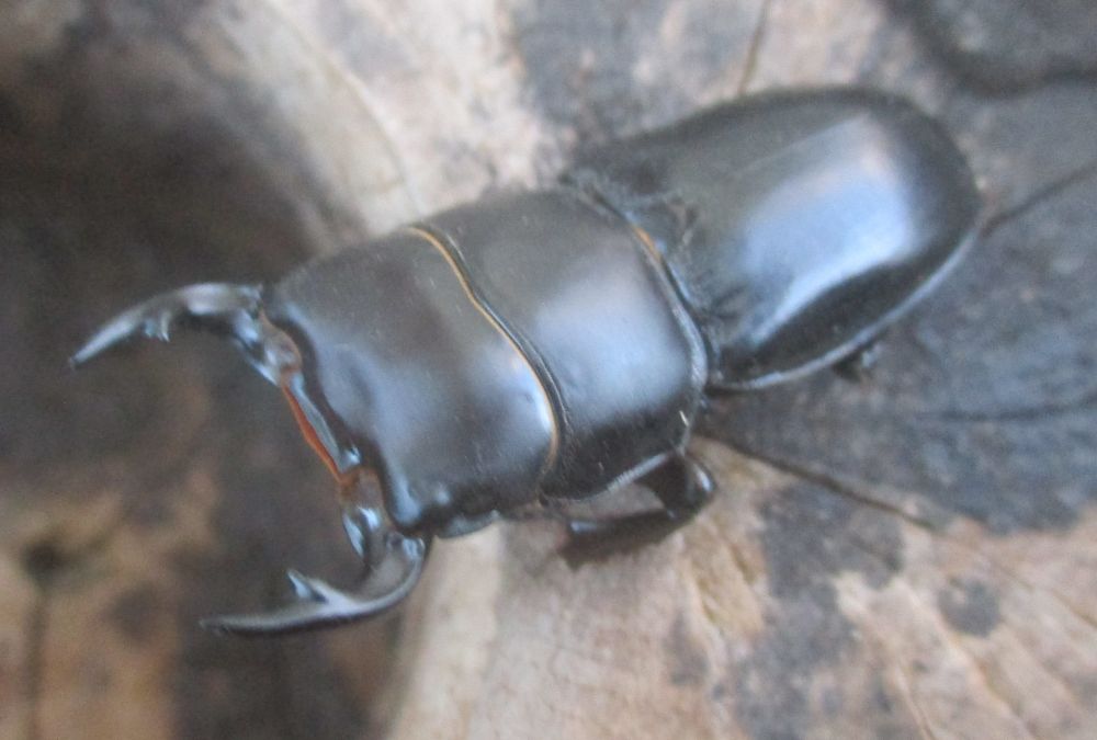 ２０２６年種親  スキットオオクワガタ♂３７ミリ♀２９ミリ（WF1）ＰＡ