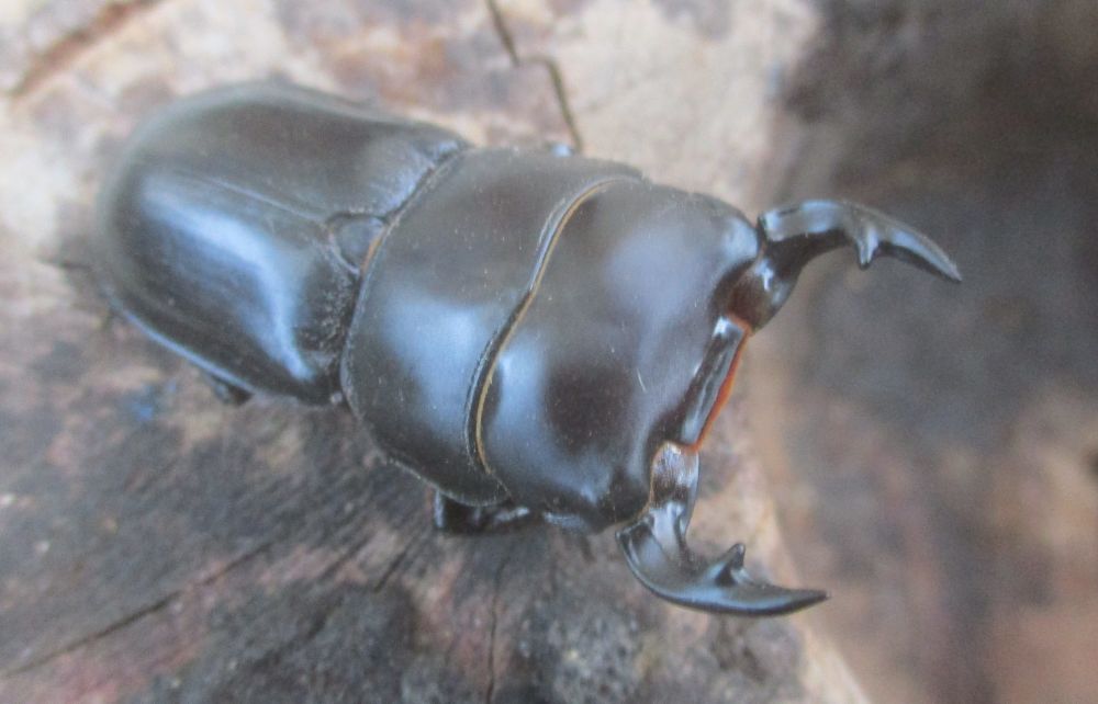 ２０２６年種親  スキットオオクワガタ♂３７ミリ♀２９ミリ（WF1）ＰＡ