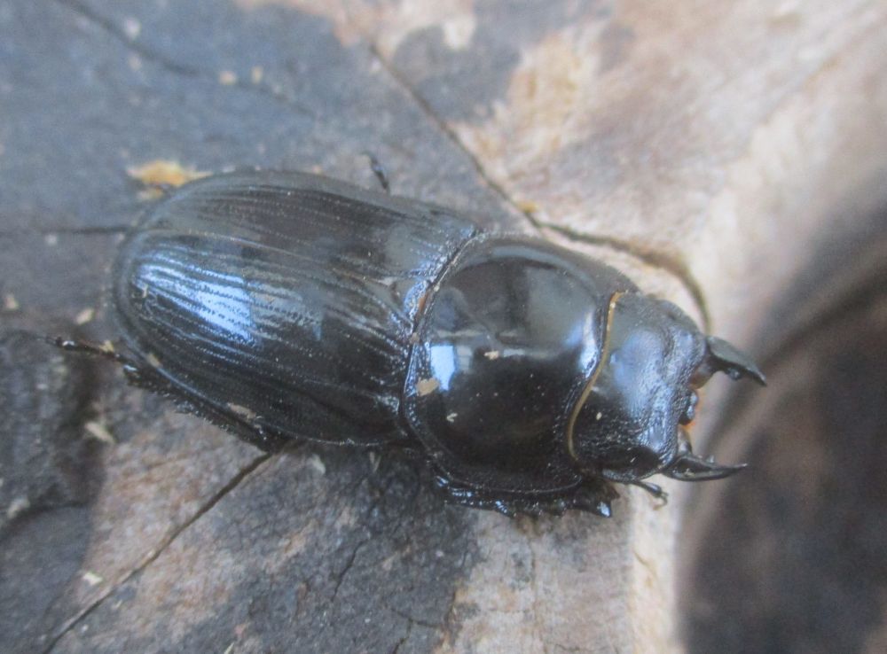 ２０２６年種親  スキットオオクワガタ♂３７ミリ♀２９ミリ（WF1）ＰＡ