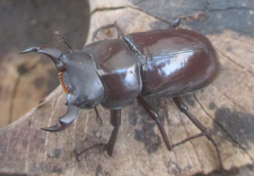 ２０２６年種親 キクノコクワWK産♂３３ミリ♀２７.5ミリ（WＦ１）ＰＡ