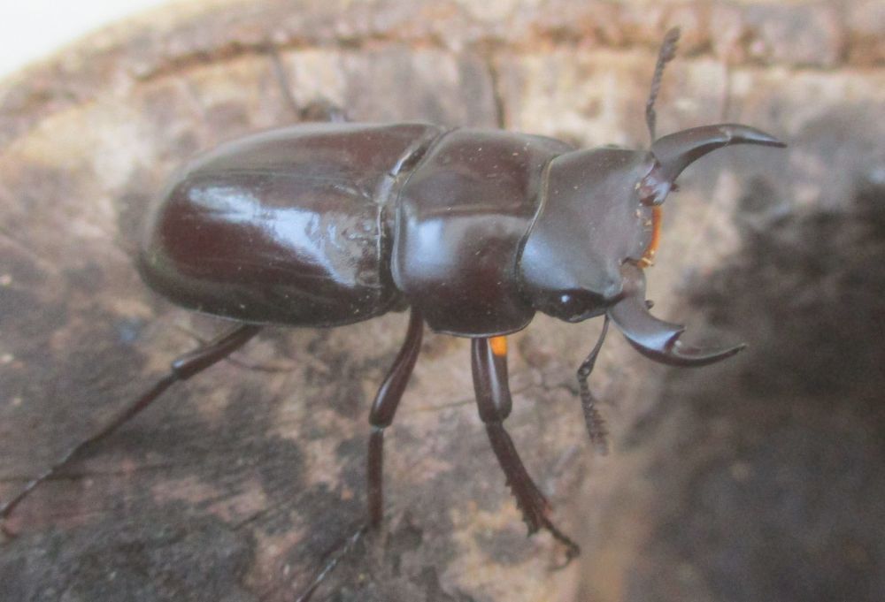 ２０２６年種親 キクノコクワWK産♂３３ミリ♀２７.5ミリ（WＦ１）ＰＡ