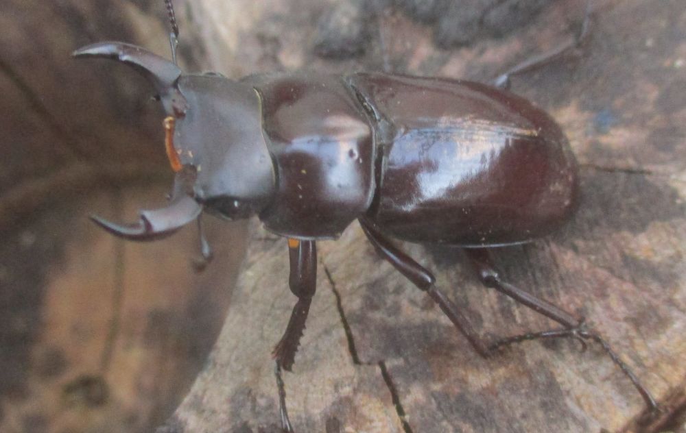 ２０２６年種親 キクノコクワWK産♂３３ミリ♀２７.5ミリ（WＦ１）ＰＡ