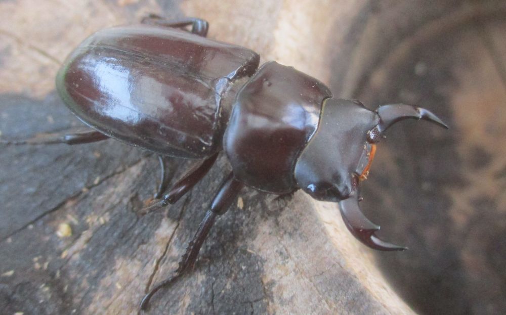 ２０２６年種親 キクノコクワWK産♂３３ミリ♀２７.5ミリ（WＦ１）ＰＡ